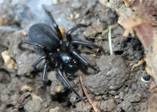 Pireneitega segestriformis